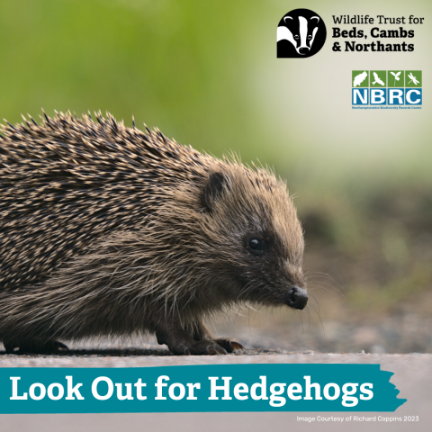 Hedgehog image with NBRC and Wildlife Trust BCN logos