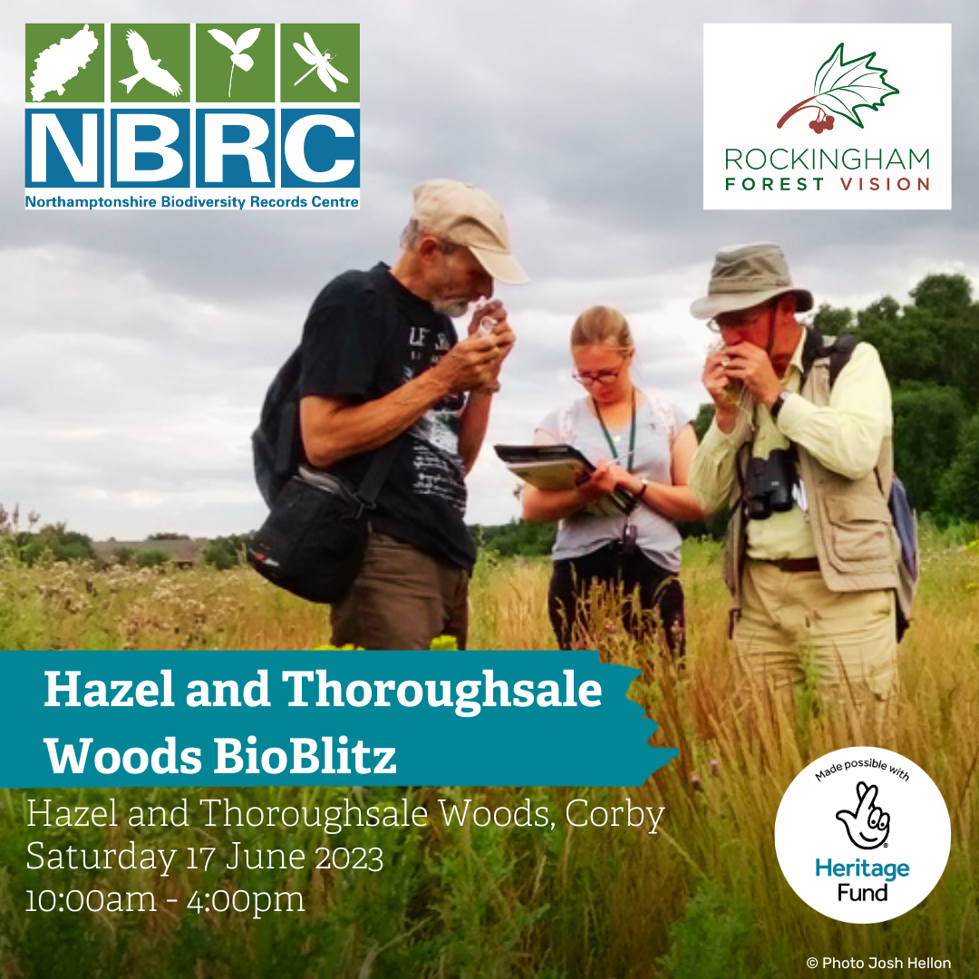Hazel and Thoroughsale Woods Bioblitz 2023