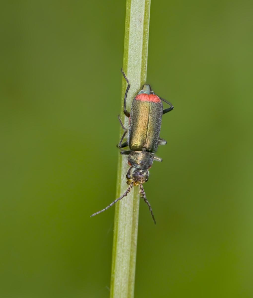 Common Malachite Beetle. Malachius bipustulatus. Credit David Belton 2022