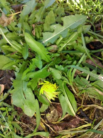 New Year Plant Hunt Dandelion 