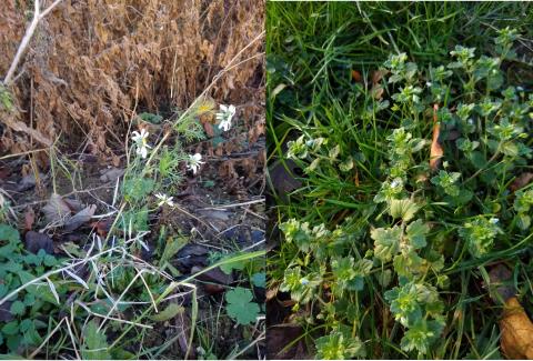 Speedwell Sp.