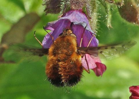 Dotted Beefly – Bombylius discolor @ Chris Colles