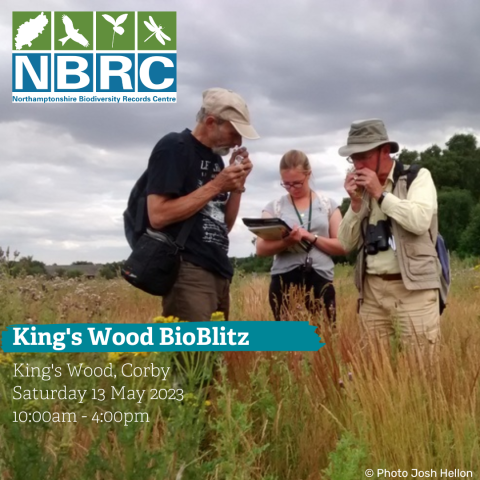 King's Wood Bioblitz image