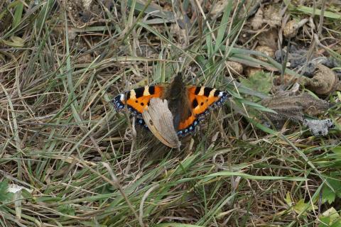 Photo of Small Tortoiseshell Butterfly