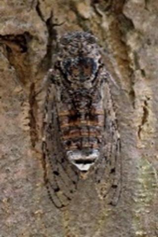 Martin Izzard, European Cicada (Cicada orni) – Ashton, Northamptonshire