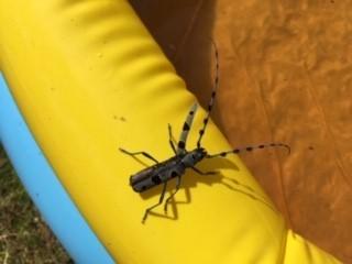 The Rosalia Longicorn or Alpine Longhorn beetle (Rosalia alpina), 