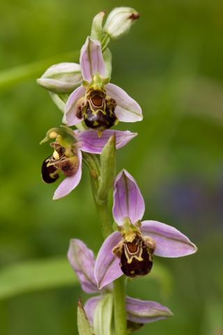 Image of Bee Orchid by Vaughn Matthews