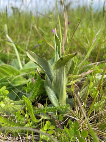 Image of bee orchid spike by Karen Tiffin