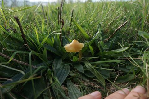 Butter Waxcap Hygrocybe ceracea – Image courtesy of Nathalie Hueber