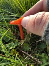 Scarlet Waxcap Hygrocybe coccinea – image courtesy of Richard Coppins